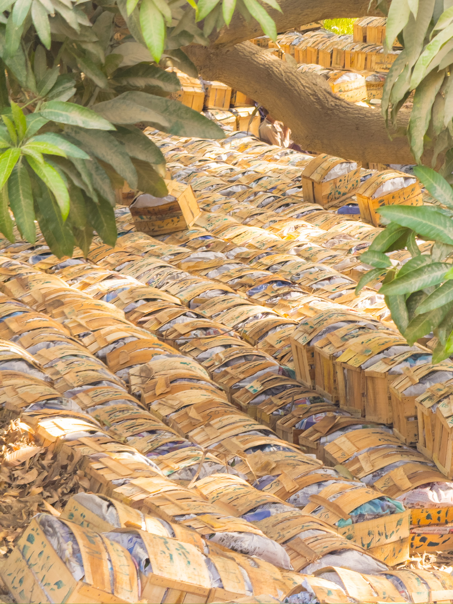Hundreds of woven wooden crates of packed mangoes massed in the shade of a tree
