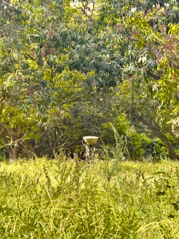 A seed hopper standing in tall grass among the mango trees