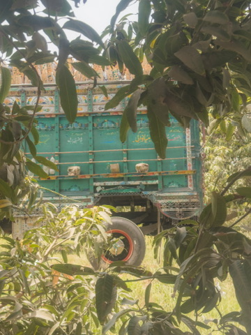 A green cargo truck glimpsed through mango leaves, waiting to be loaded
