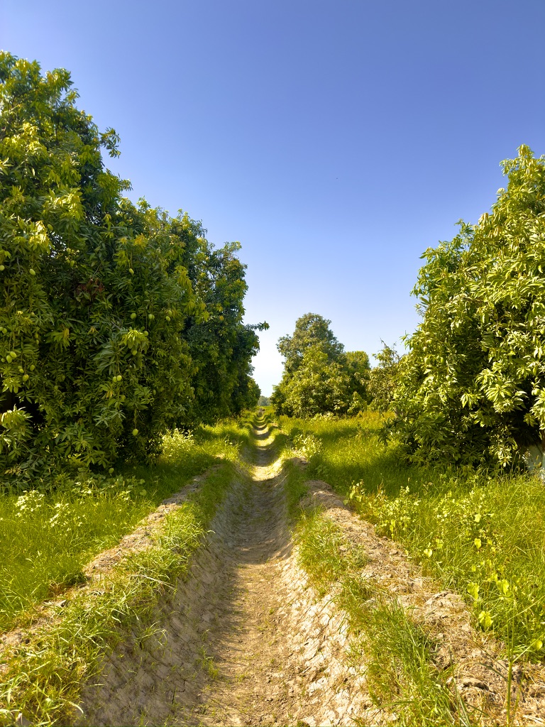 A worn furrow path running between two rows of mango trees under a clear Sindh sky