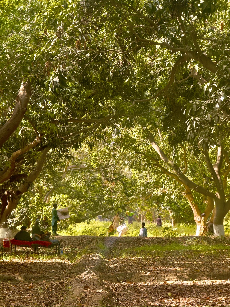 Workers resting and moving under the dappled canopy of mango trees